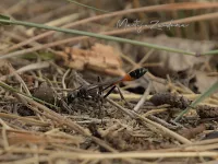 Bijen en Hommels [Apoidea]